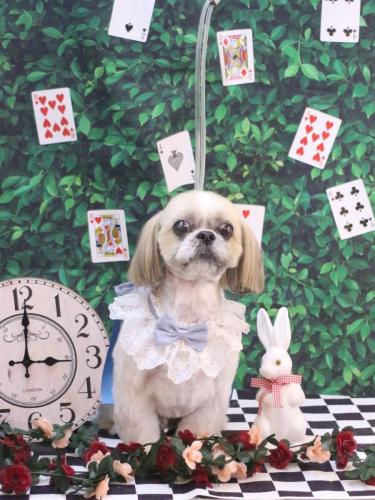 20250413ちょびくん